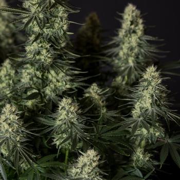 Samen 3x Punch Pie feminisiert Royalqueenseeds